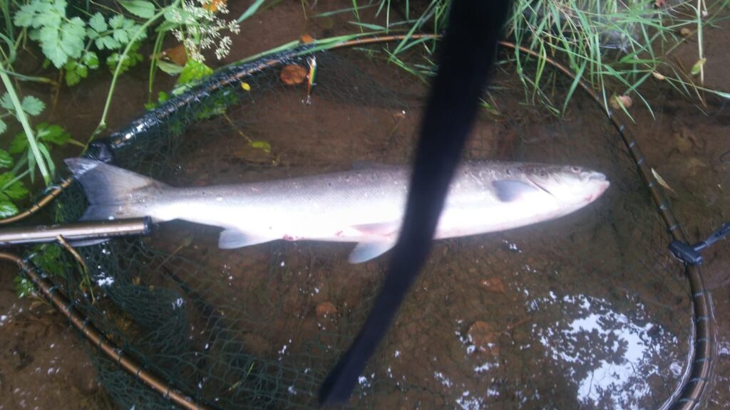 DALE STRIKES AGAIN - Northumbrian Angler